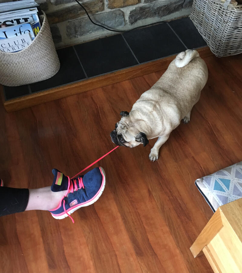 Shoelace gremlin